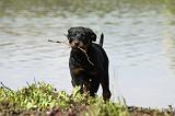 BEAUCERON - PUPPIES 208